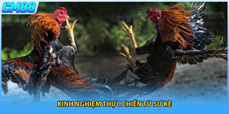Kinh nghiệm thực chiến từ sư kê