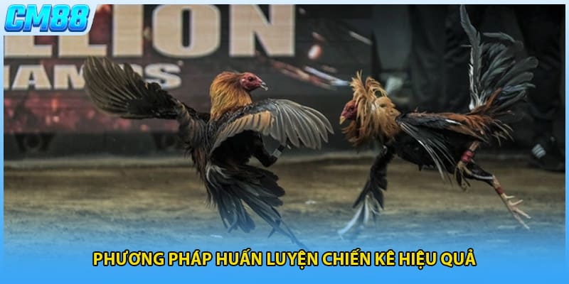 Phương pháp huấn luyện chiến kê hiệu quả