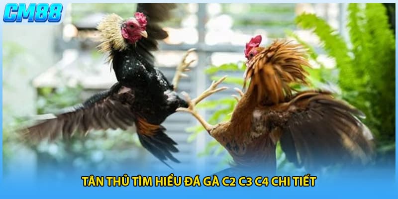 Tân thủ tìm hiểu đá gà c2 c3 c4 chi tiết