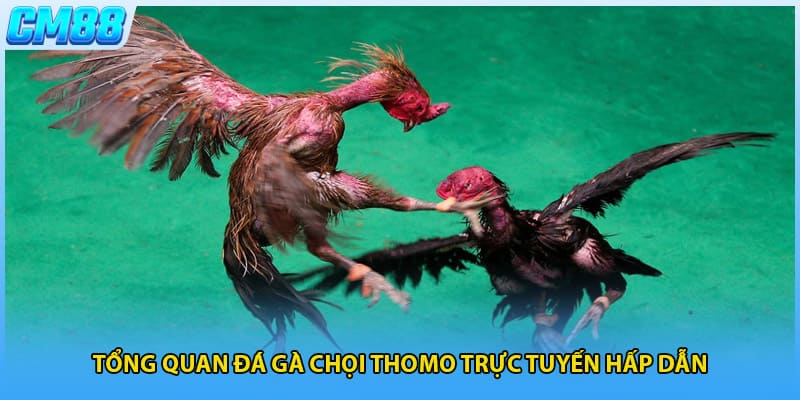 Tổng quan đá gà chọi thomo trực tuyến hấp dẫn